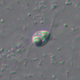 Ancoracysta twista